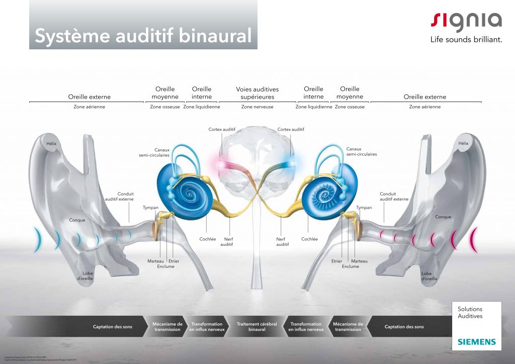 Schema-oreille