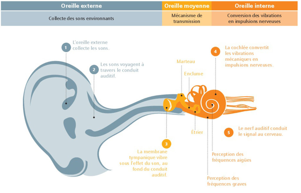 Schema-oreille